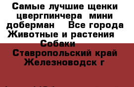 Самые лучшие щенки цвергпинчера (мини доберман) - Все города Животные и растения » Собаки   . Ставропольский край,Железноводск г.